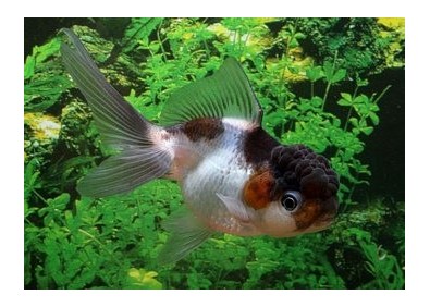 Oranda panda - Oranda tête de lion - Comptoir du Poisson exotique