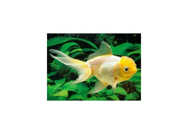 Oranda blanc - Oranda tête de lion - Comptoir du Poisson exotique