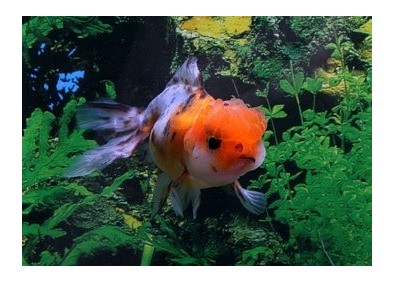 Oranda calico - Oranda tête de lion - Comptoir du Poisson exotique