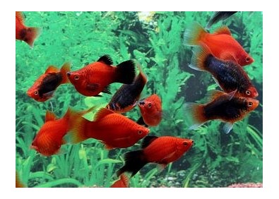 Platy corail rouge assortis - Platy corail - Comptoir du Poisson exotique