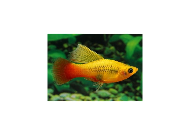 Platy voile perroquet multicolor - Platy voile - Comptoir du Poisson exotique