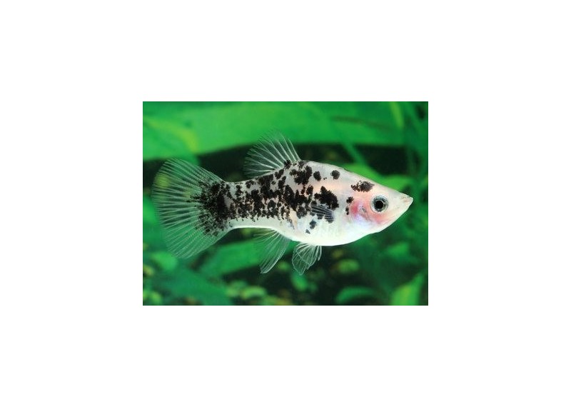 Platy calico blanc - Platy - Comptoir du Poisson exotique