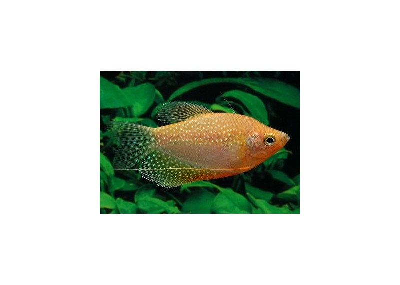 Gourami gold perlé - Gouramis - Comptoir du Poisson exotique