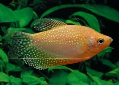 Gourami gold perlé - Gouramis - Comptoir du Poisson exotique