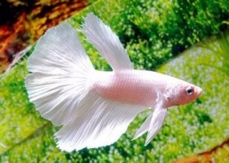 Betta halfmoon male blanc - Betta halfmoon - Comptoir du Poisson exotique