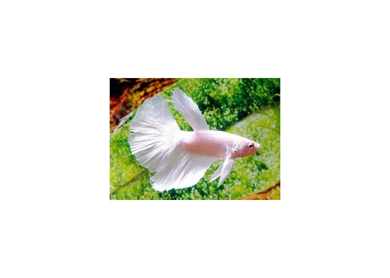 Betta halfmoon male blanc - Betta halfmoon - Comptoir du Poisson exotique