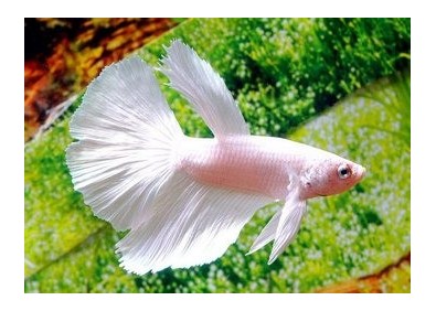 Betta halfmoon male blanc - Betta halfmoon - Comptoir du Poisson exotique