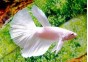 Betta halfmoon male blanc - Betta halfmoon - Comptoir du Poisson exotique