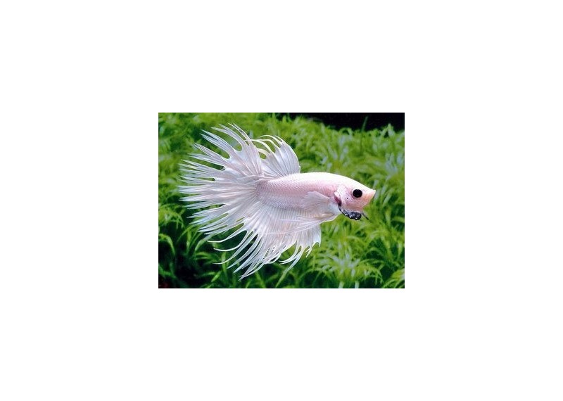 Betta crowntail mâle platinium - Betta crowntail - Comptoir du Poisson exotique