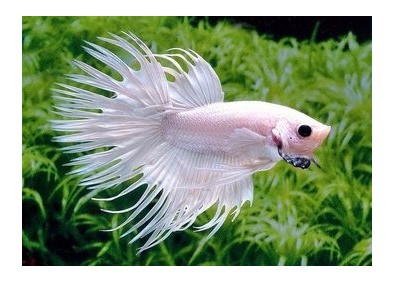 Betta crowntail mâle platinium - Betta crowntail - Comptoir du Poisson exotique