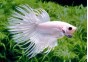 Betta crowntail mâle platinium - Betta crowntail - Comptoir du Poisson exotique