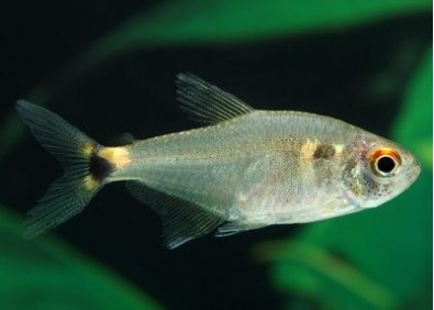 Hemigrammus ocellifer - Characidés - Comptoir du Poisson exotique