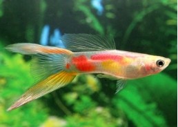 Guppy lyre sunshine - Guppy mâle - Comptoir du Poisson exotique