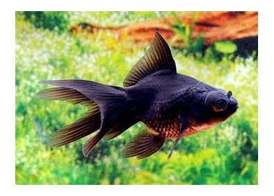 Japonais noir - Japonais fantail - Comptoir du Poisson exotique