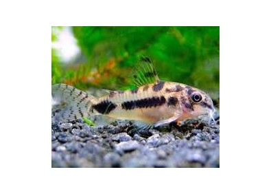 Corydoras habrosus - Corydoras - Comptoir du Poisson exotique