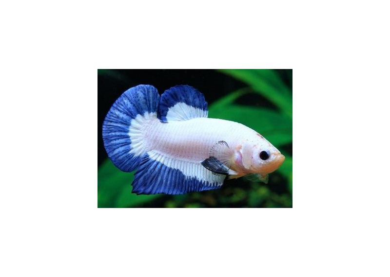 Betta plakat mâle select platinium blue - Betta plakat - Comptoir du Poisson exotique