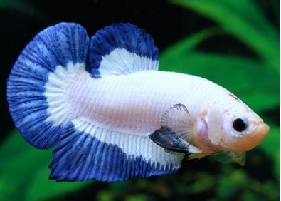 Betta plakat mâle select platinium blue - Betta plakat - Comptoir du Poisson exotique