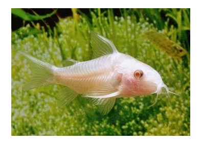 Corydoras paleatus albinos - Corydoras - Comptoir du Poisson exotique