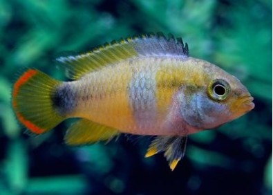 Apisto nijsseni - Cichlidés américains - Comptoir du Poisson exotique