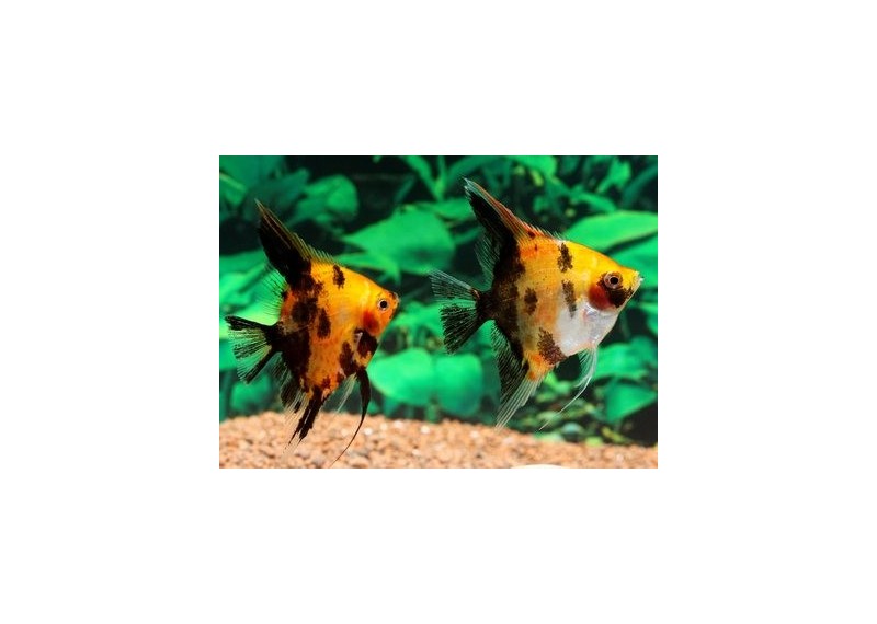 Scalaire full orange koi - Scalaires - Comptoir du Poisson exotique