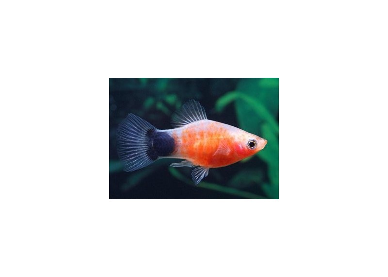 Platy zebra mickey - Platy - Comptoir du Poisson exotique