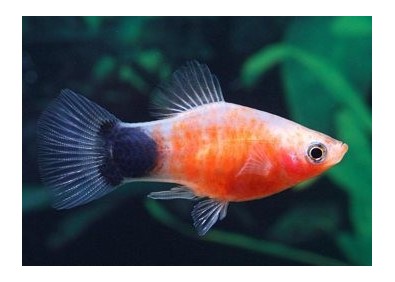 Platy zebra mickey - Platy - Comptoir du Poisson exotique