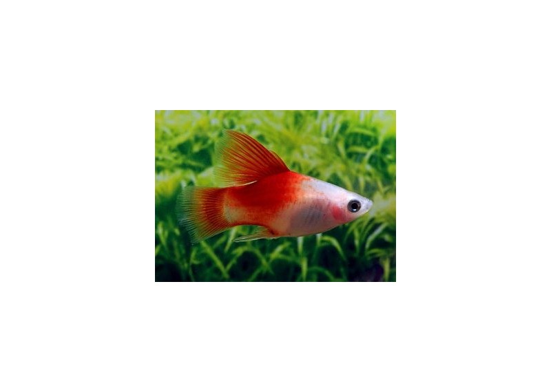 Platy rouge top - Platy - Comptoir du Poisson exotique