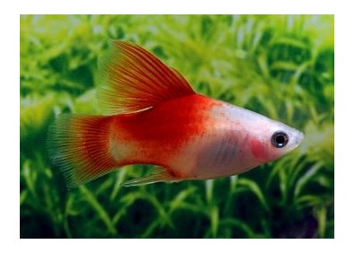 Platy rouge top - Platy - Comptoir du Poisson exotique