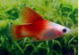 Platy rouge top - Platy - Comptoir du Poisson exotique