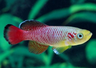 Nothobranchius guentheri red - Killies - Comptoir du Poisson exotique