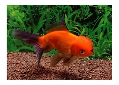 Oranda rouge et noir - Oranda tête de lion - Comptoir du Poisson exotique