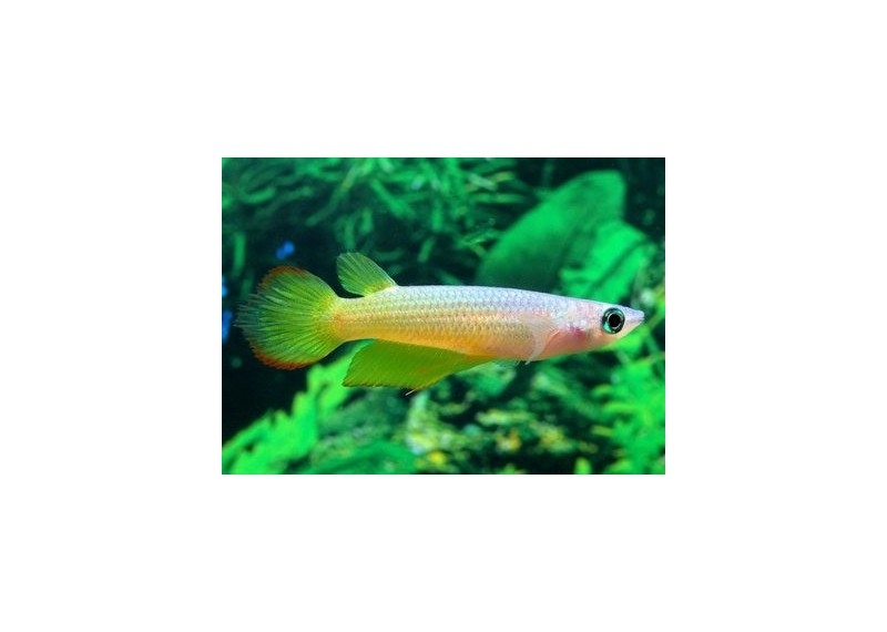 Aplocheilus lineatus gold - Killies - Comptoir du Poisson exotique