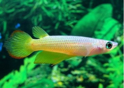 Aplocheilus lineatus gold - Killies - Comptoir du Poisson exotique