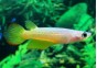 Aplocheilus lineatus gold - Killies - Comptoir du Poisson exotique