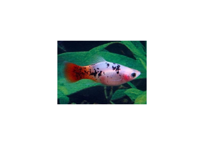 Platy sunburst calico - Platy - Comptoir du Poisson exotique