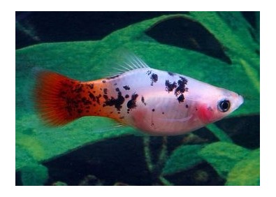 Platy sunburst calico - Platy - Comptoir du Poisson exotique