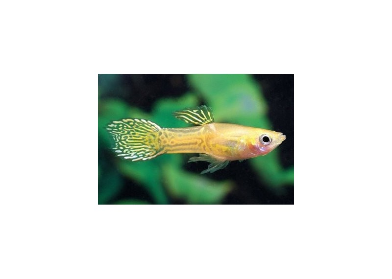 Guppy mâle endler cobra jaune - Guppy endler - Comptoir du Poisson exotique