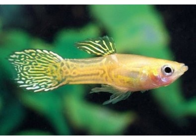 Guppy mâle endler cobra jaune - Guppy endler - Comptoir du Poisson exotique