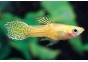 Guppy mâle endler cobra jaune - Guppy endler - Comptoir du Poisson exotique