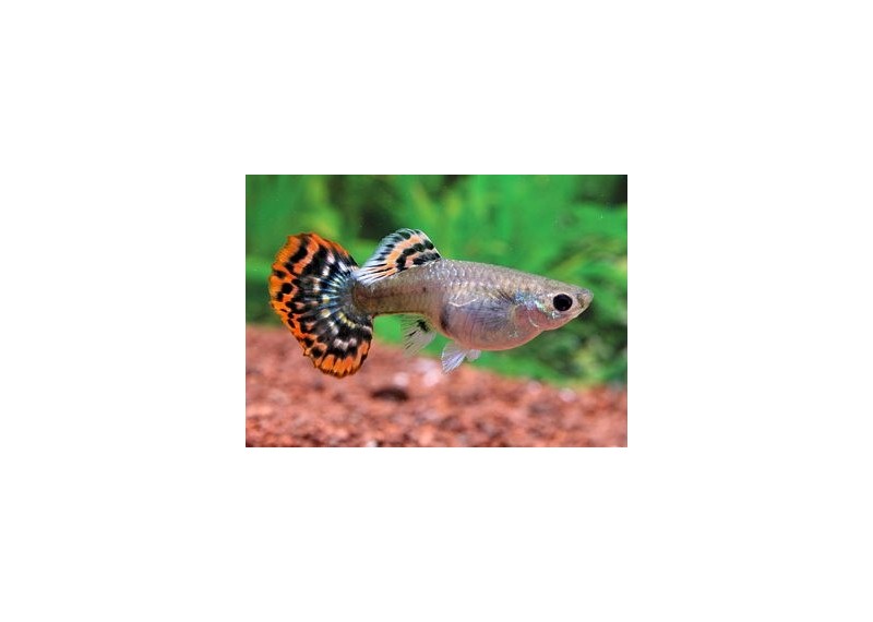 Guppy femelle snakeskin rouge - Guppy femelle - Comptoir du Poisson exotique