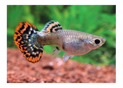 Guppy femelle snakeskin rouge - Guppy femelle - Comptoir du Poisson exotique