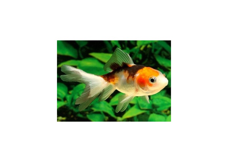 Oranda tricolore - Oranda tête de lion - Comptoir du Poisson exotique