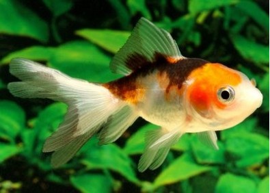 Oranda tricolore - Oranda tête de lion - Comptoir du Poisson exotique