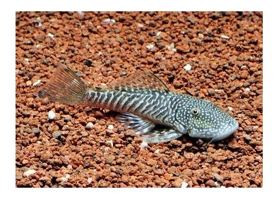 Pleco bouledogue