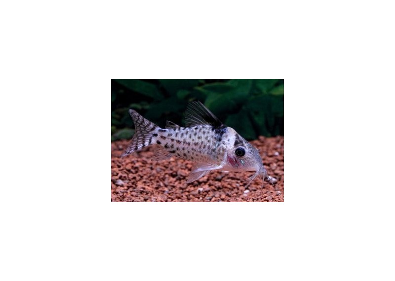 Corydoras punctatus