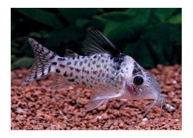 Corydoras punctatus