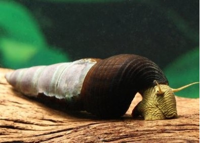 Escargot tête jaune