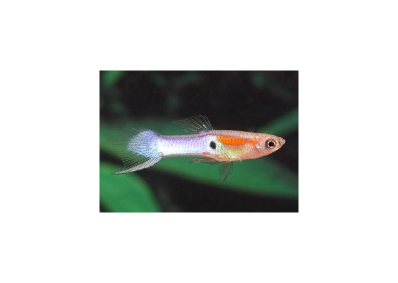 Guppy mâle endler platinium rose