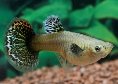 Guppy femelle select multicolor