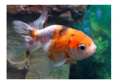 Ranchu calico